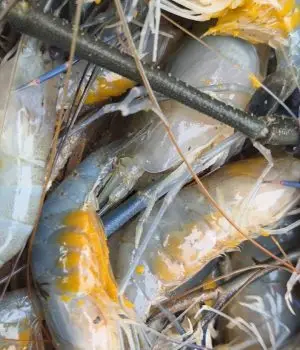 WhatsApp-Image-2025-12-23-at-4.54.29-PM-2-rgmy52ojvxt9ufacaizvnaucv631uwvid4nd2ctx2k