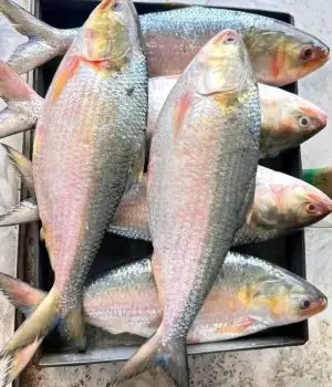 WhatsApp-Image-2025-12-23-at-4.54.29-PM-rgmy54k89lvuhn7lzjt4sada1xtsab2z1dyc0wr4q4