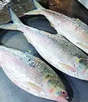 WhatsApp-Image-2025-12-23-at-4.57.22-PM-rgmy4yx74lo4jzfswhdddbsihmll04gl0m1f58zhrg