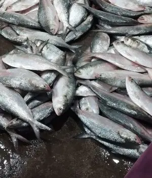 WhatsApp-Image-2025-12-23-at-4.57.23-PM-rgmy4xzcxrmu8dh61yyqsu11w8q7sfcuohdxnz0vxo