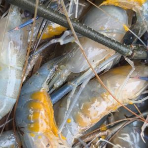 চিংড়ি ৫ কেজি