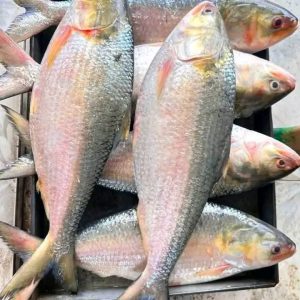 ১০ পিস মাছে ৫ কেজি