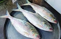 WhatsApp Image 2026-04-20 at 15.19.37