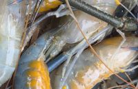 WhatsApp Image 2026-04-20 at 15.19.38 (1)